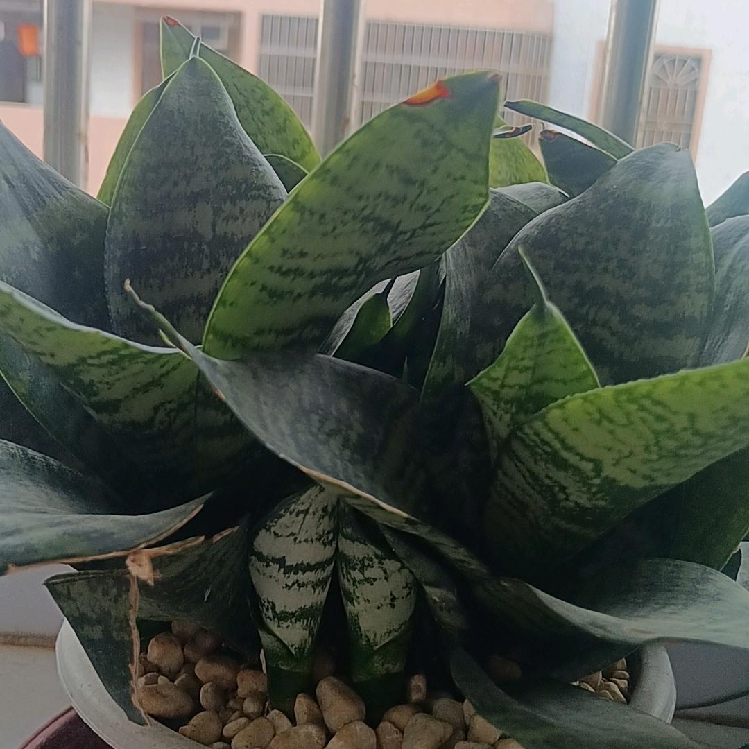 会飞的狼