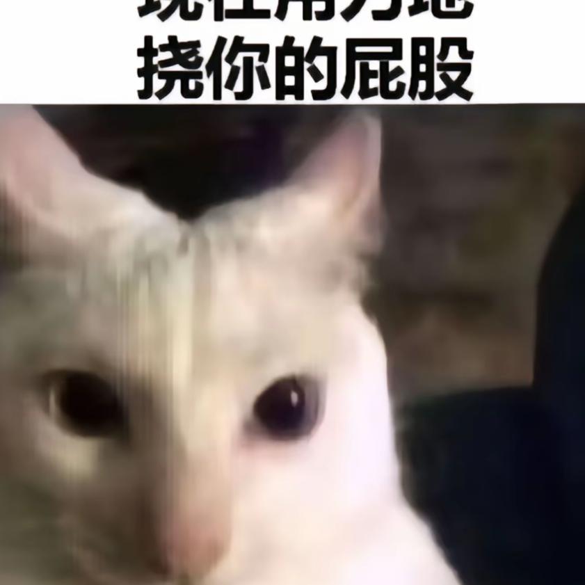 老鼠波克
