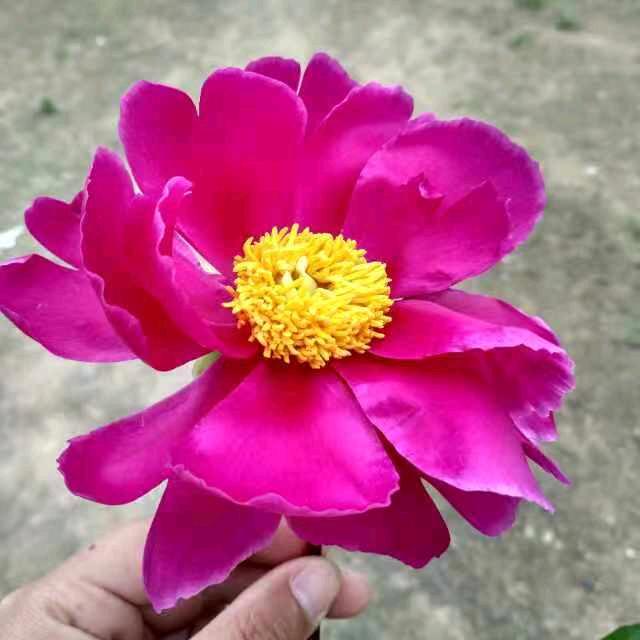 土立口（培）鱼