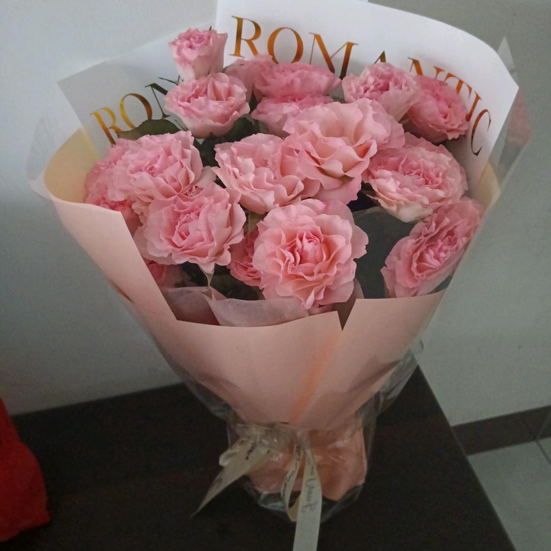 山茶花不懂白玫瑰