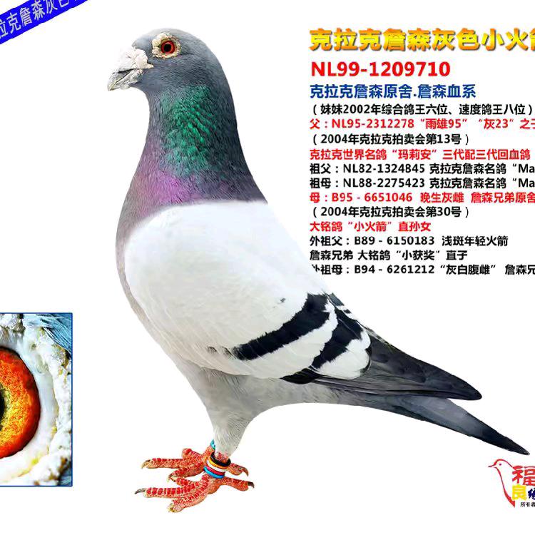 中华鸽业