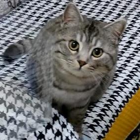 我有一只呼噜Man