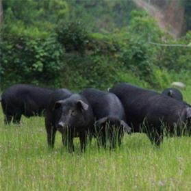 返乡创业养猪哥