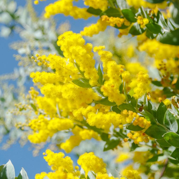 植屿花园农场