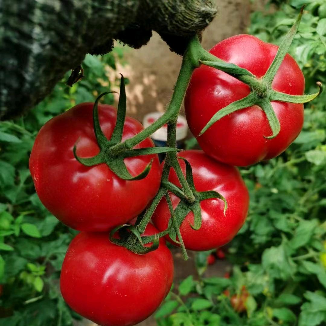 小齐说番茄🍅