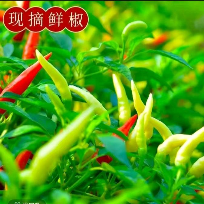 小郭家的腌辣椒