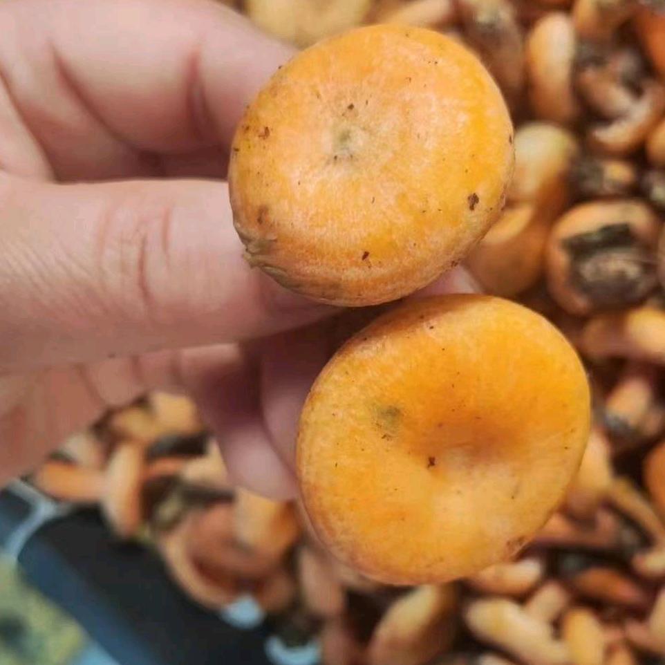 枞树菌