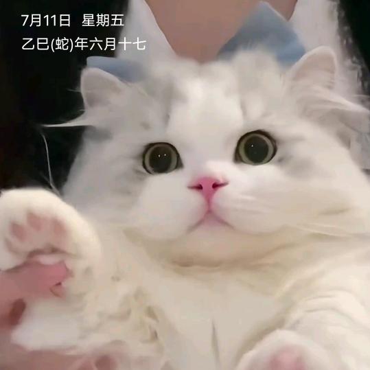 如意我是小蚊子呀