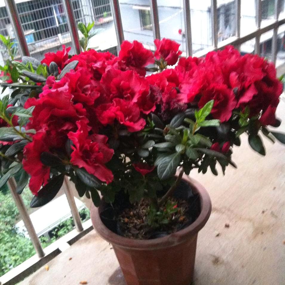 衡阳蒙娜丽莎瓷砖汤