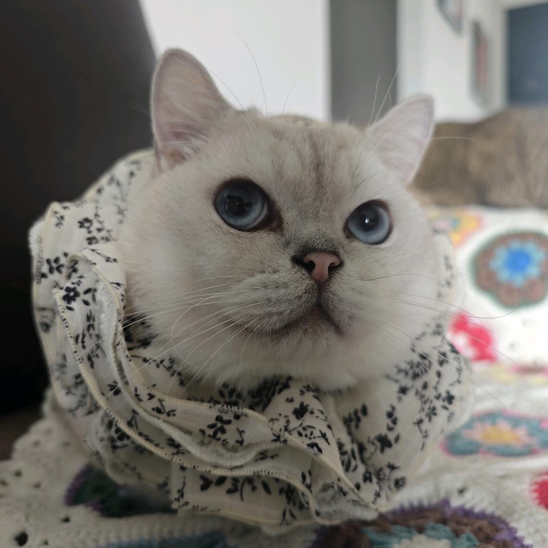 顺拐的cookie（见过鹿晗版）