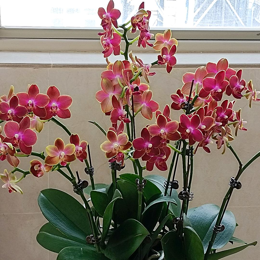 花开的时候你就来看我