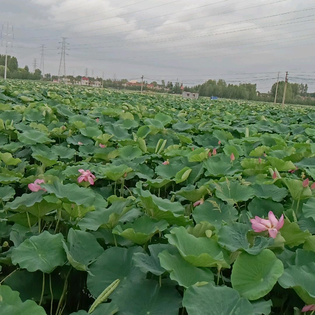 微山湖《徐名化》红福哥