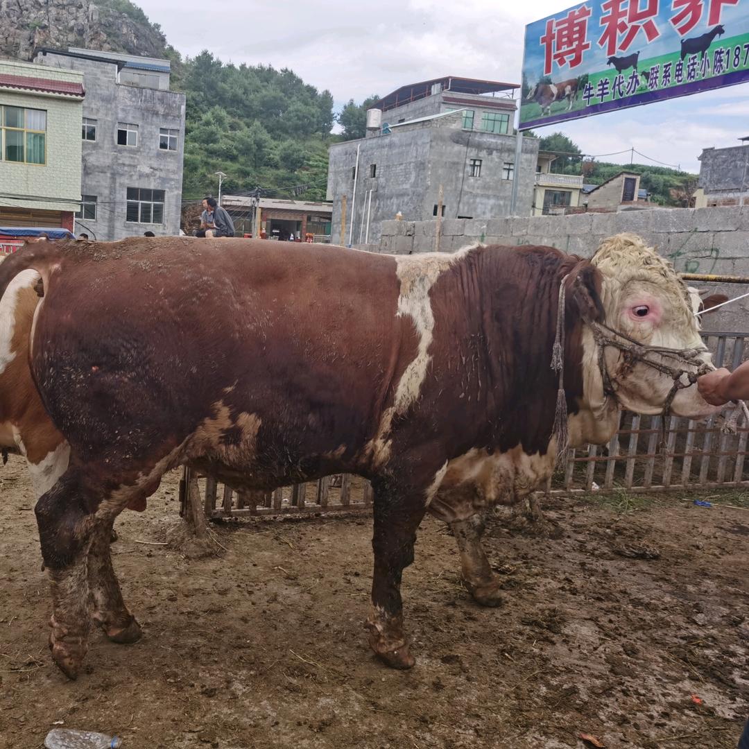 牧牛人李生