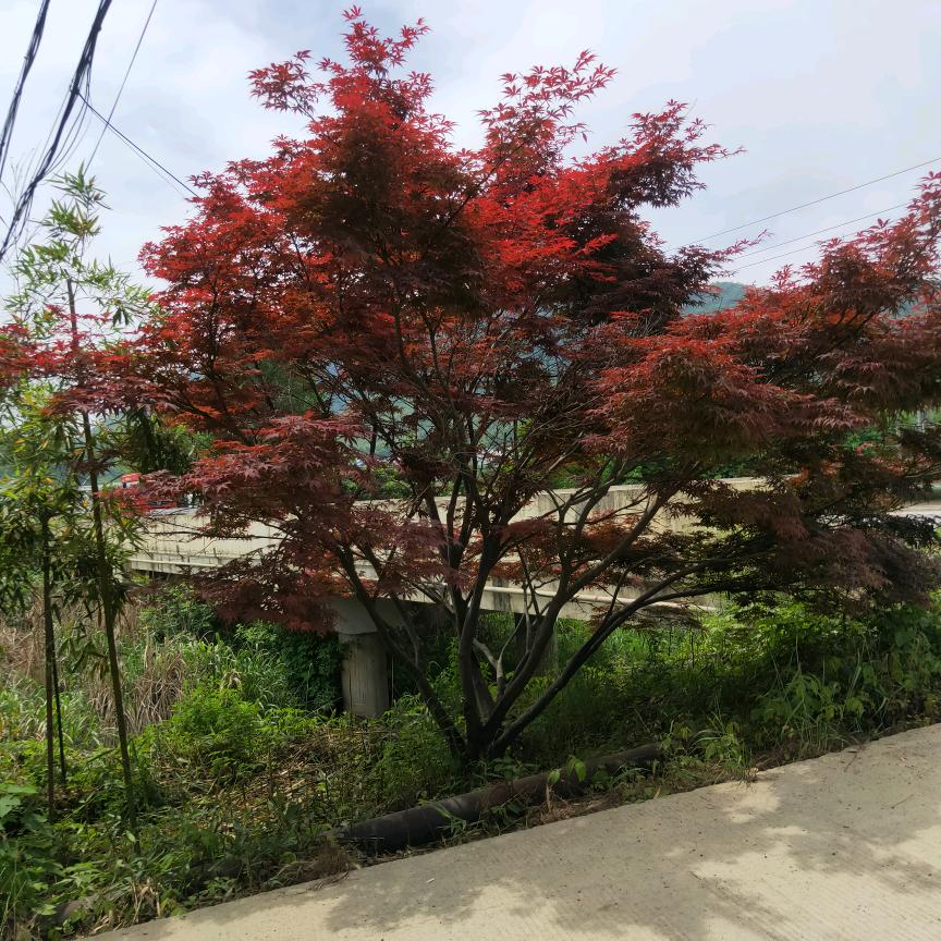 余生安好