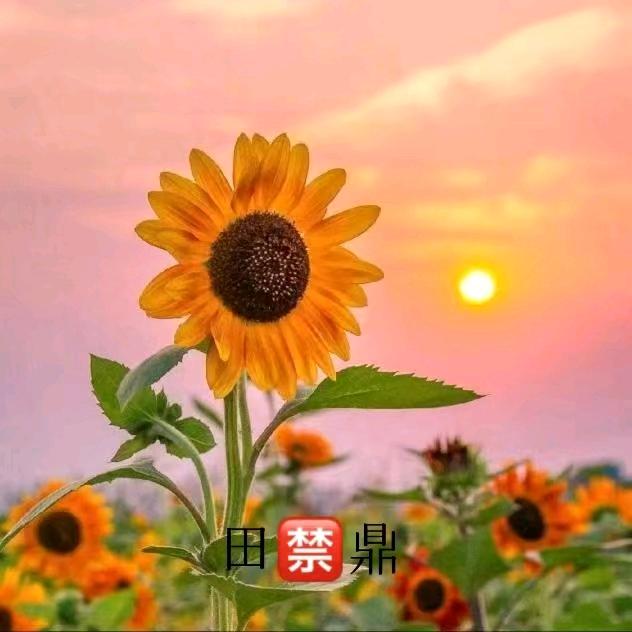 田鼎