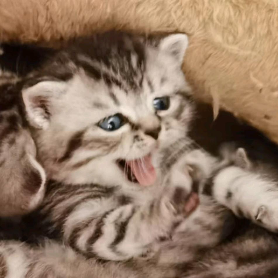 不上班的猫