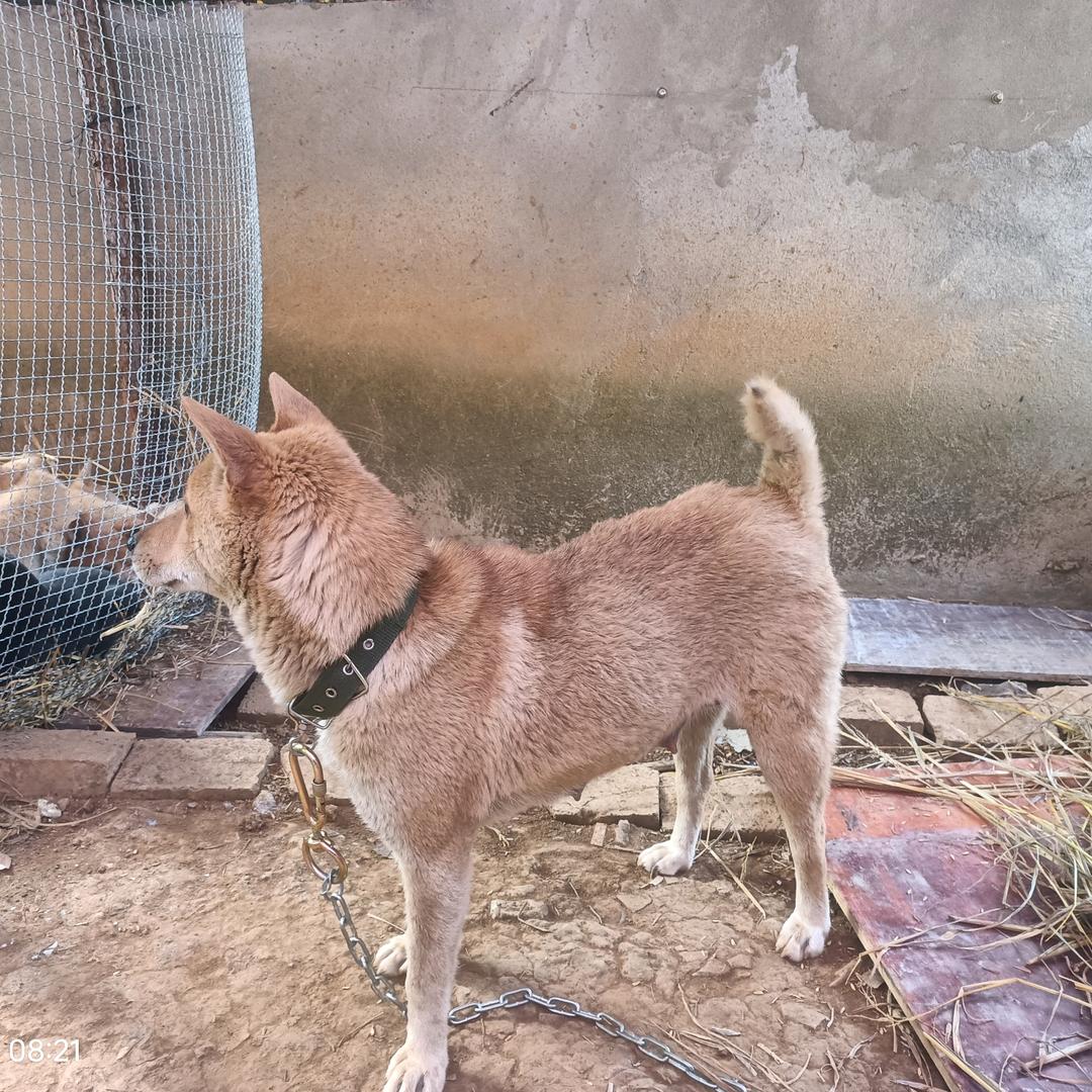 小罗犬舍