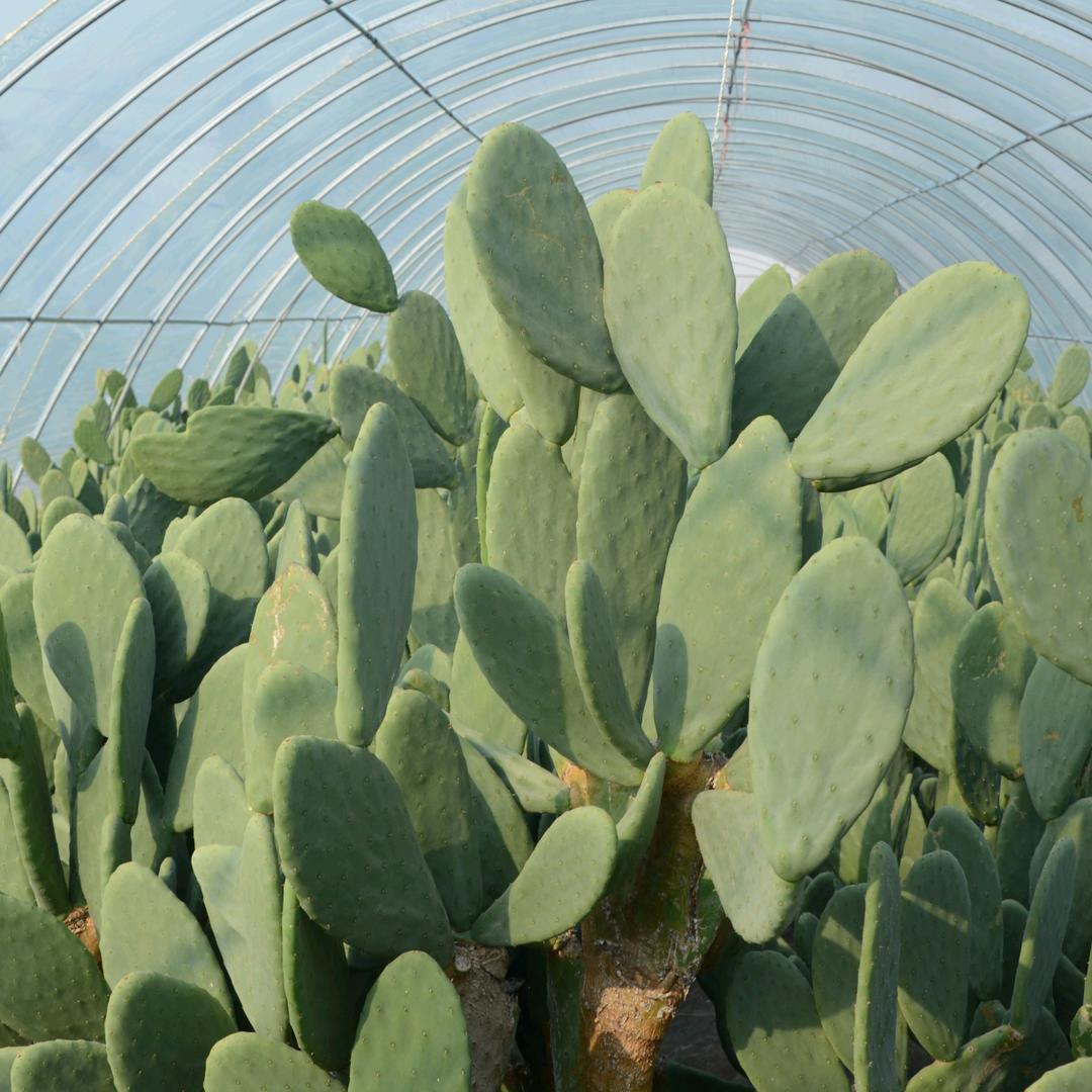 米邦塔仙人掌种植基地