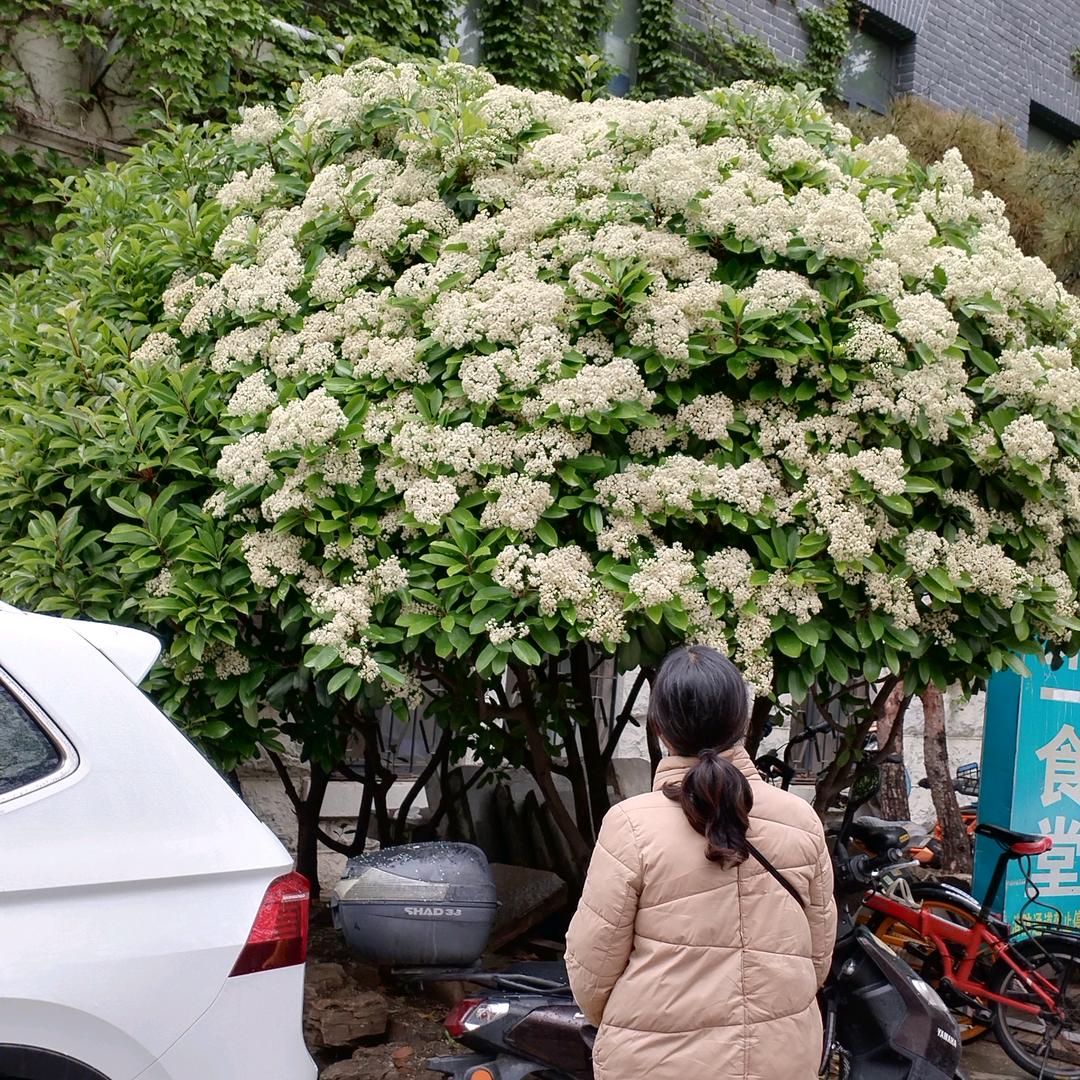 肖发英