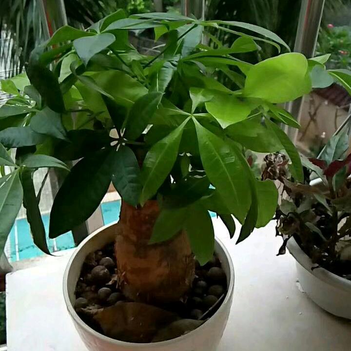 💅 夏末之后，爱已凋零