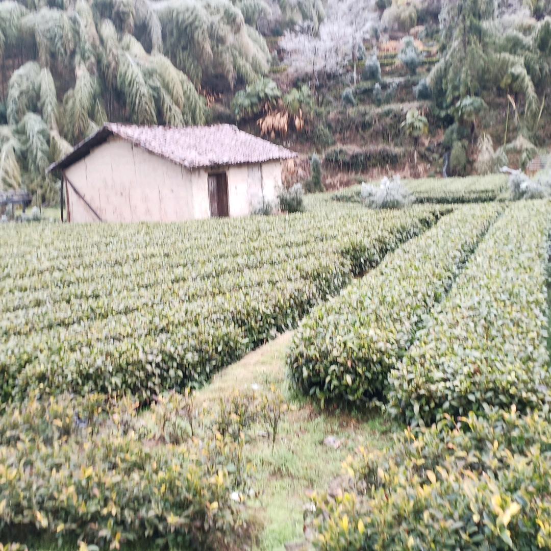 根哥
