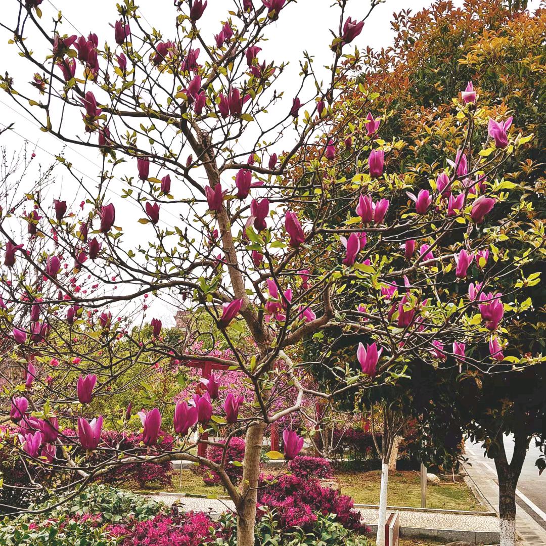 🥀余生随心❤️