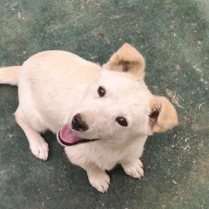 小狗旺旺旺 (买狗私)