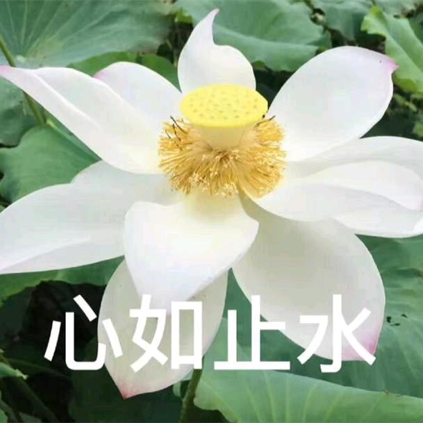 🌸花不完