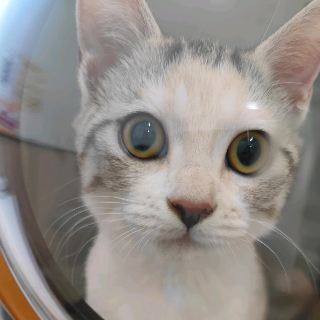 啾啾的猫宝