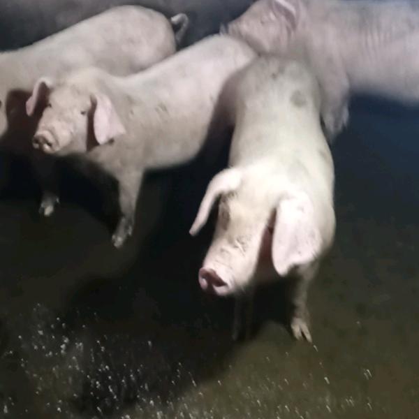 西安之别士年有余，肖飞工地缘人生！