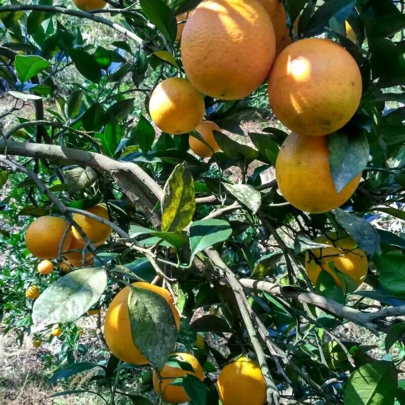 湖南橙子（冰糖泡）