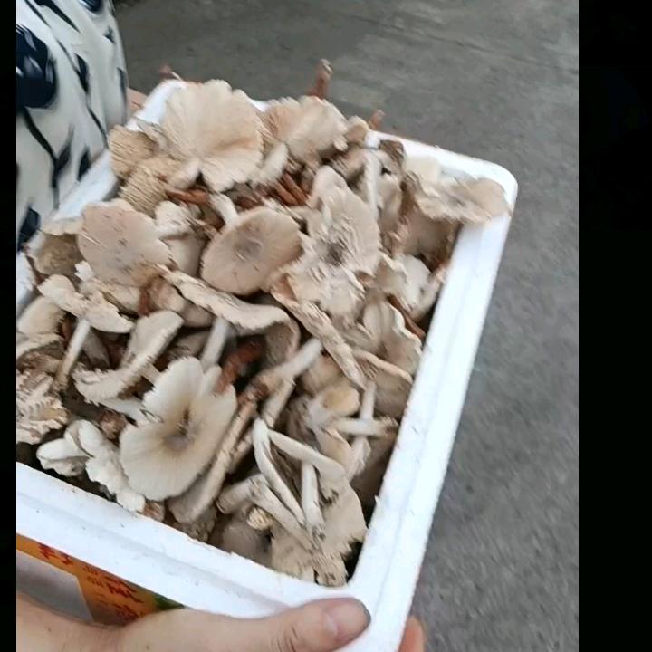 永康捡野生菌爱好者