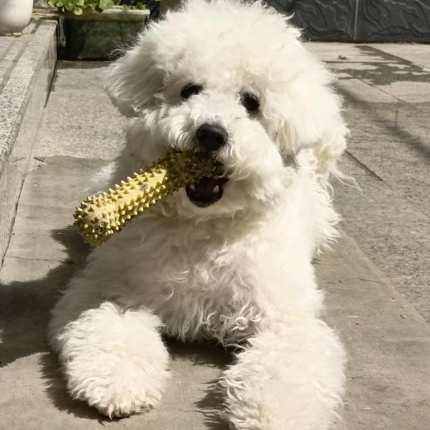 可爱是只小比熊