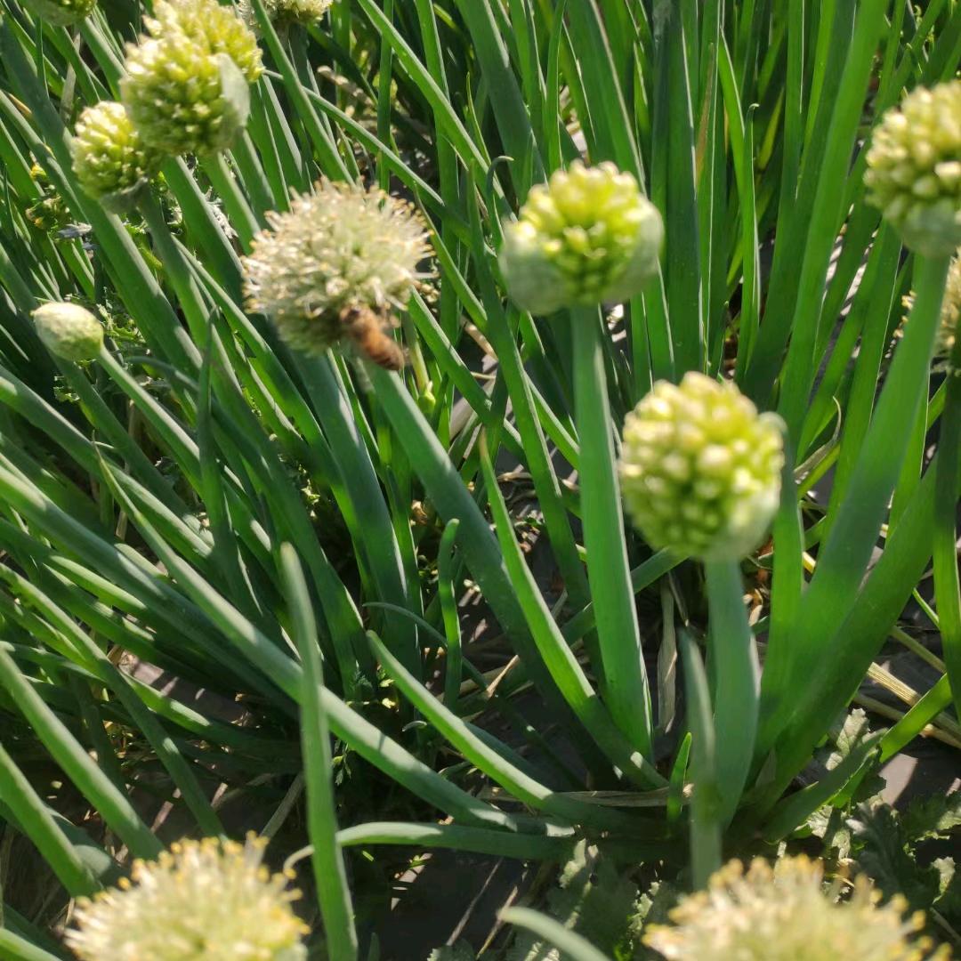 农业蔬菜种植