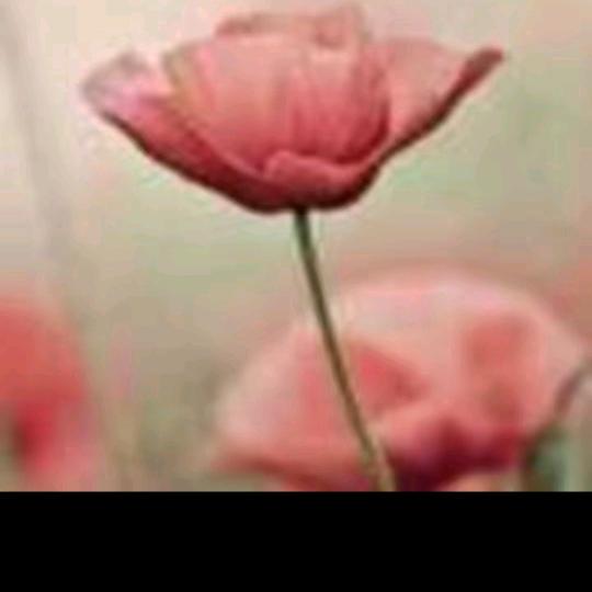 @霞🌸姐，拒绝私聊