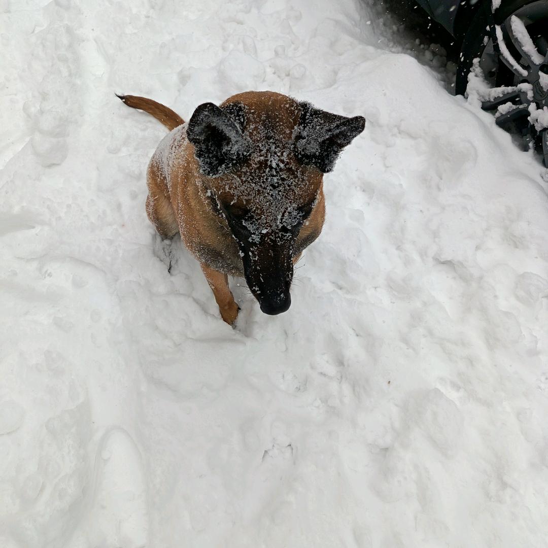 解二宝小马犬宝
