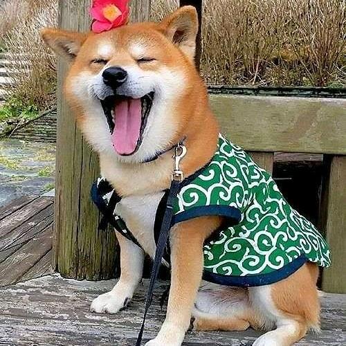 梦里不知身是客