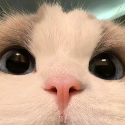 朱贝贝