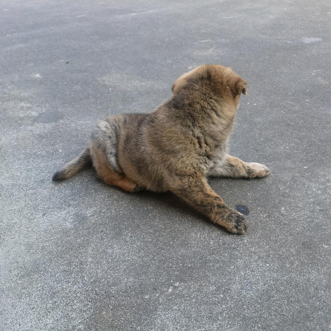 寻狗记-田园犬