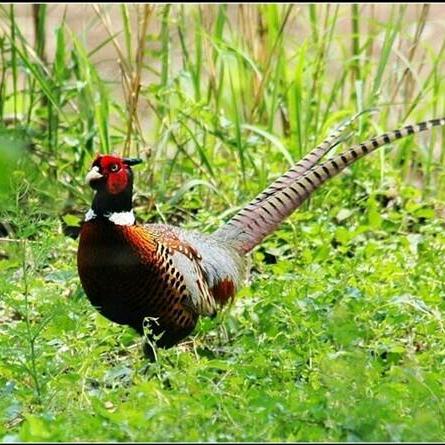 金沙县永贵养殖场