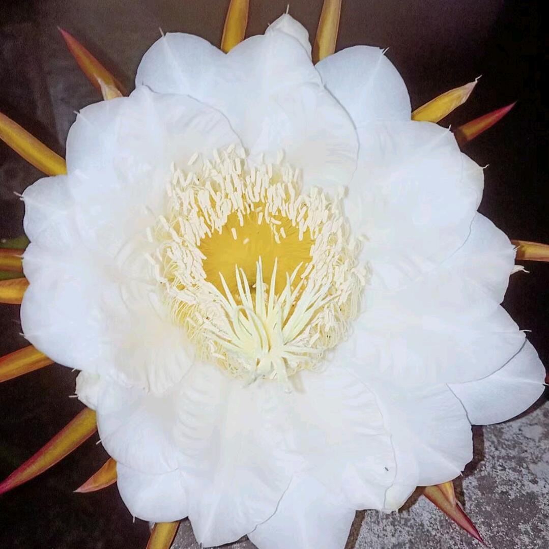 🌸 岁月静好