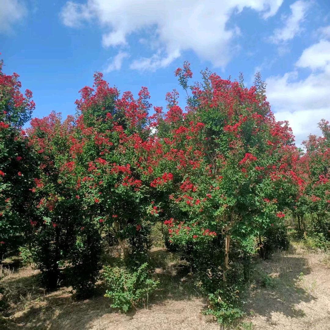 供应花草，灌木