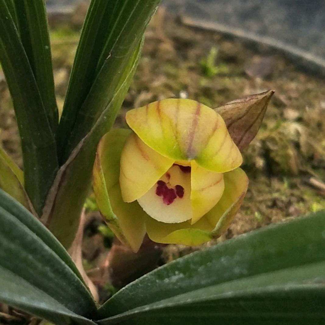 桐梓县中林花卉种植园