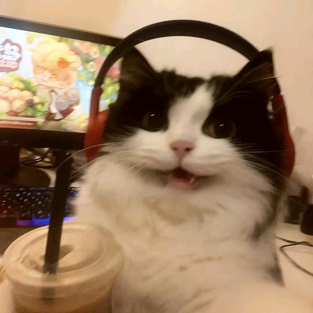 大猫馆长