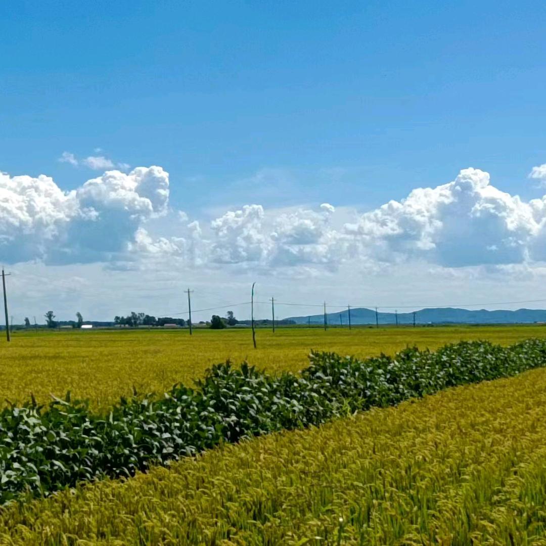 美丽人生（🐑）