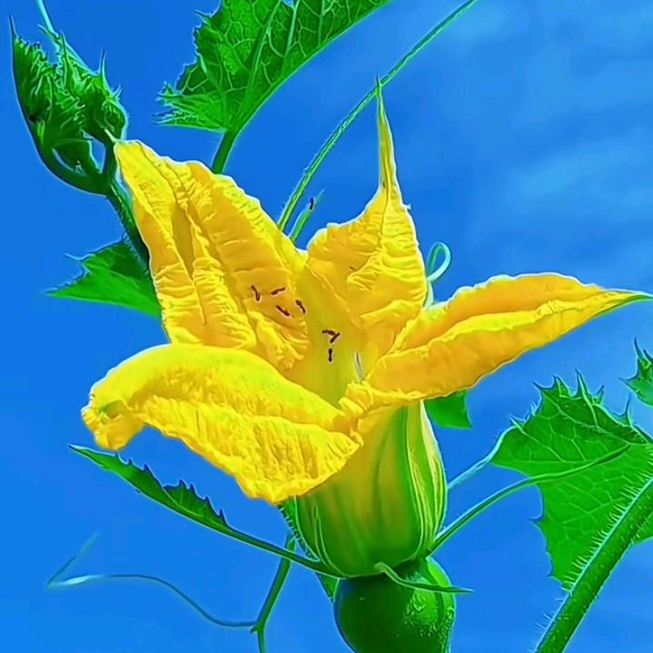 农业植保一荣姐