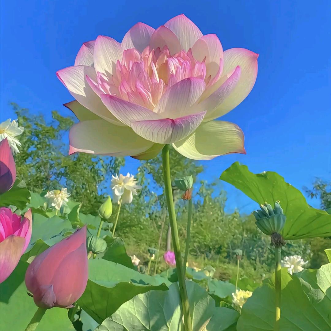 静水深流