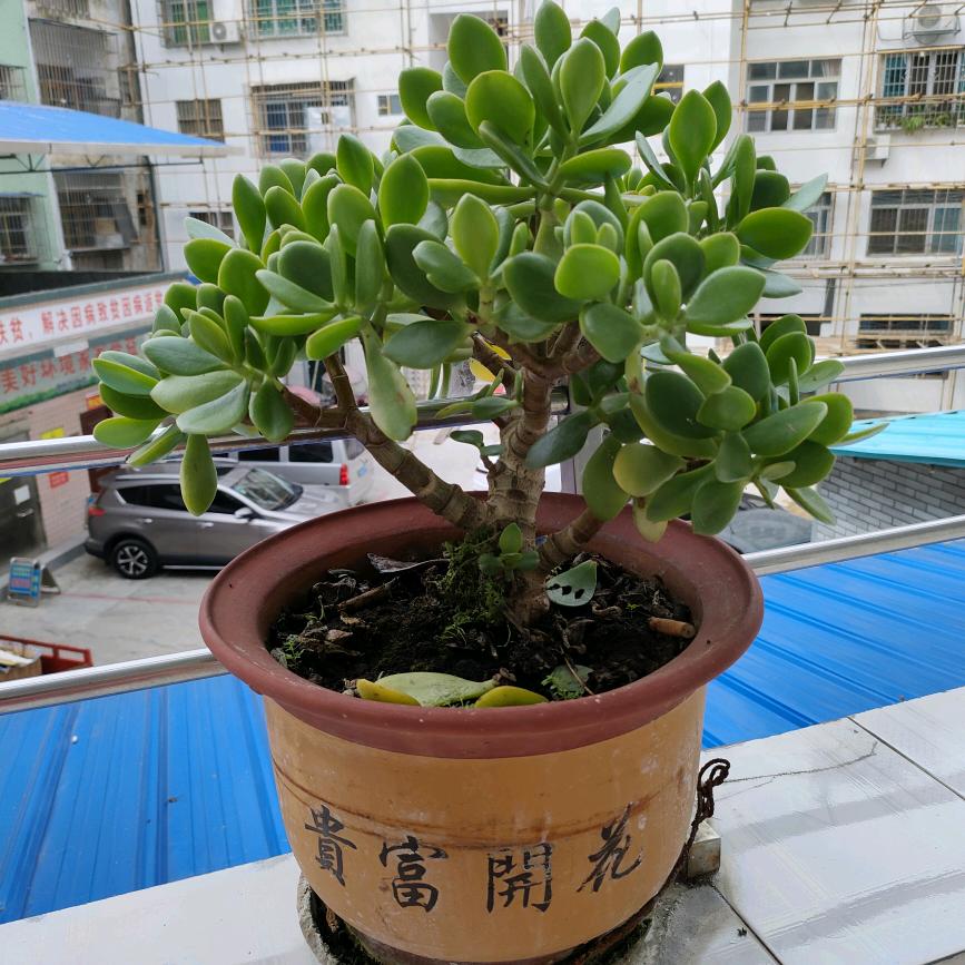 相敬如宾