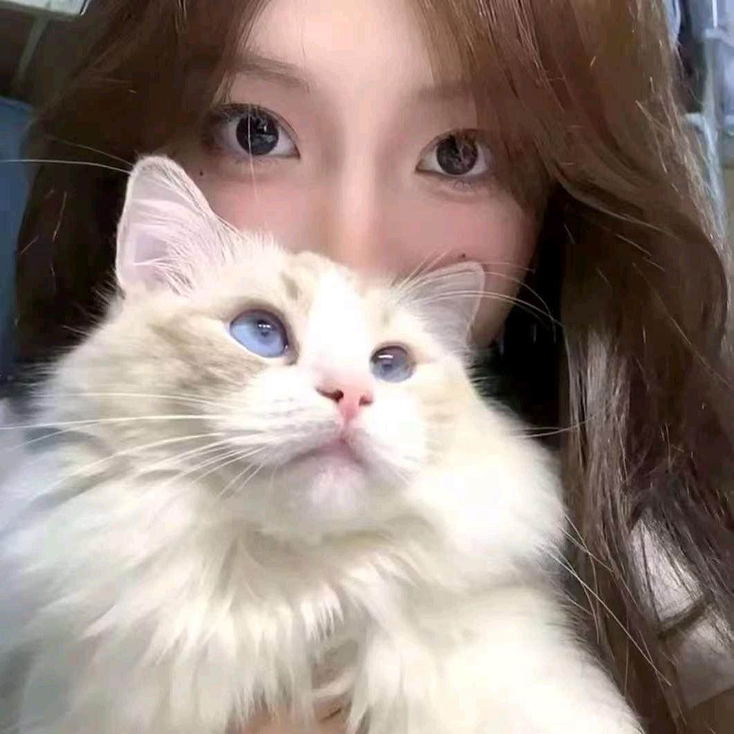 愿上椿