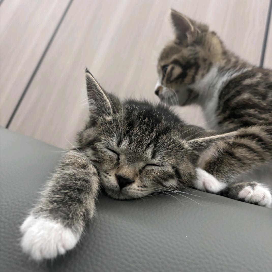 招招＆宝宝的日常